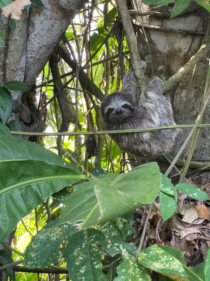 Puerto Viejo de Talamanca Casa Luce Bed & Breakfast エクステリア 写真