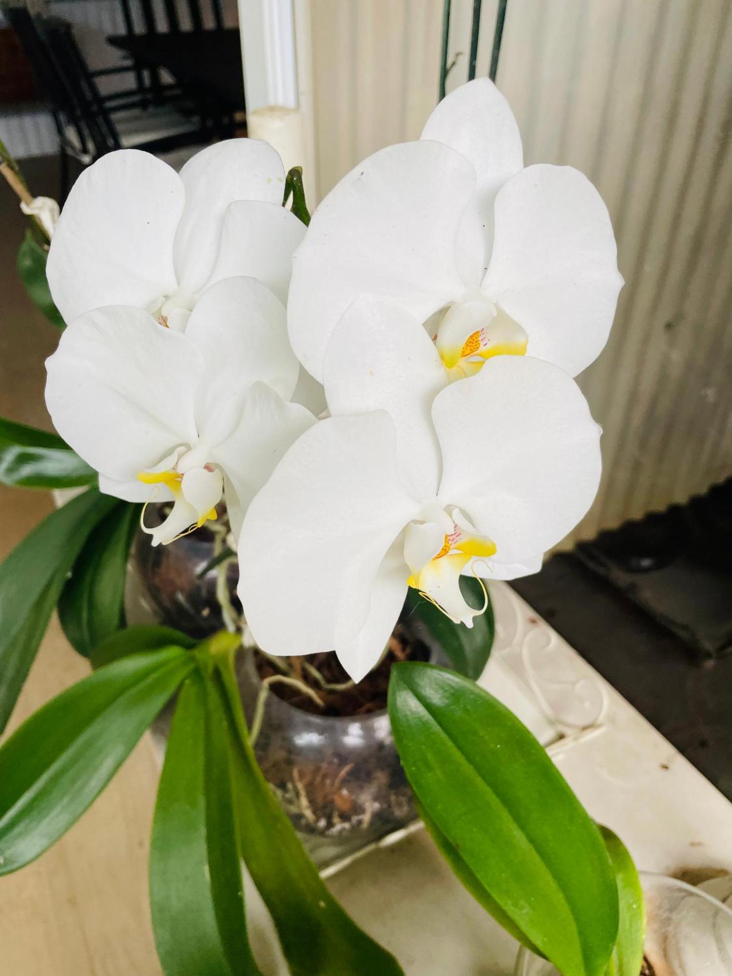Puerto Viejo de Talamanca Casa Luce Bed & Breakfast エクステリア 写真