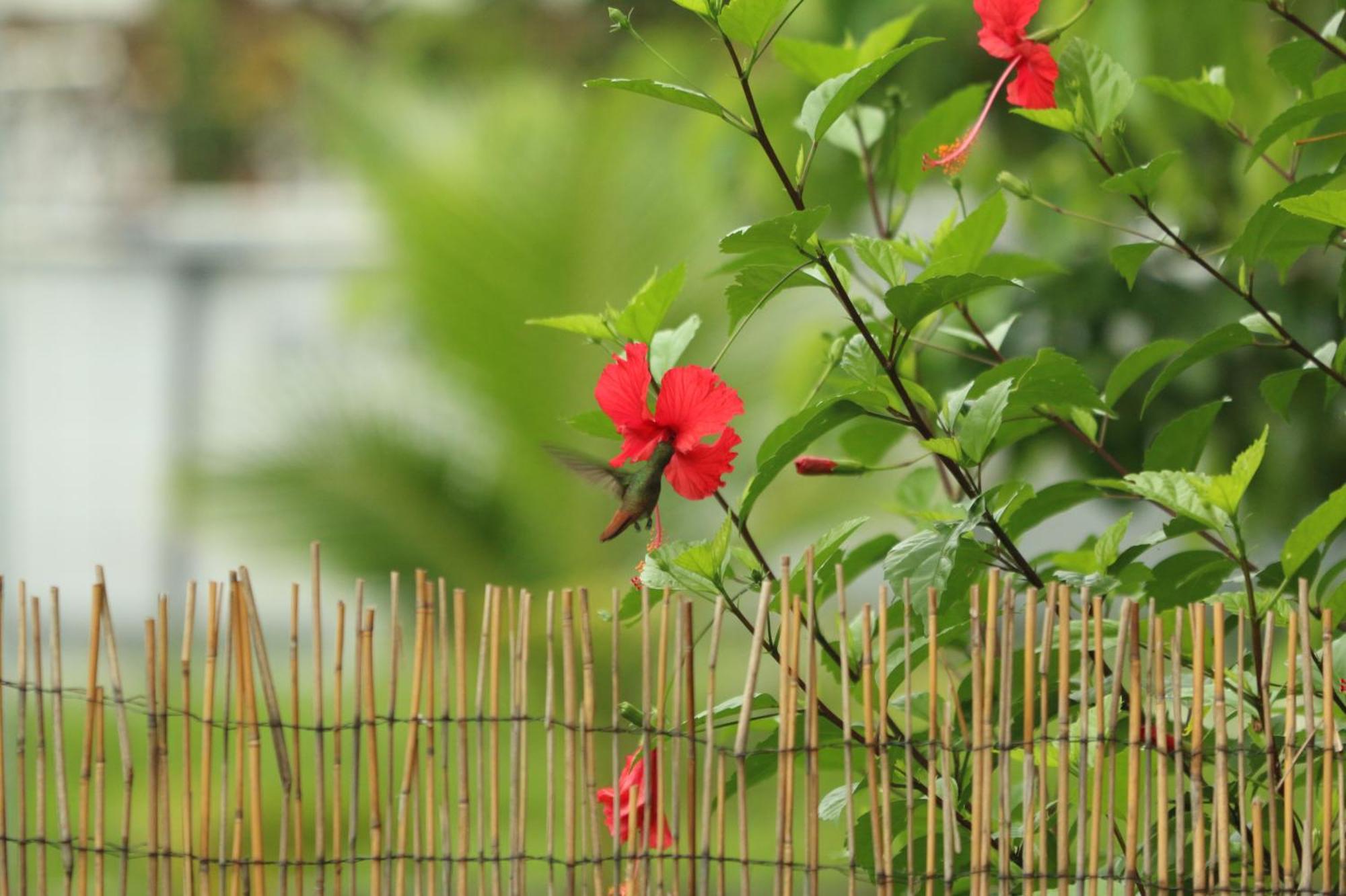 Puerto Viejo de Talamanca Casa Luce Bed & Breakfast エクステリア 写真