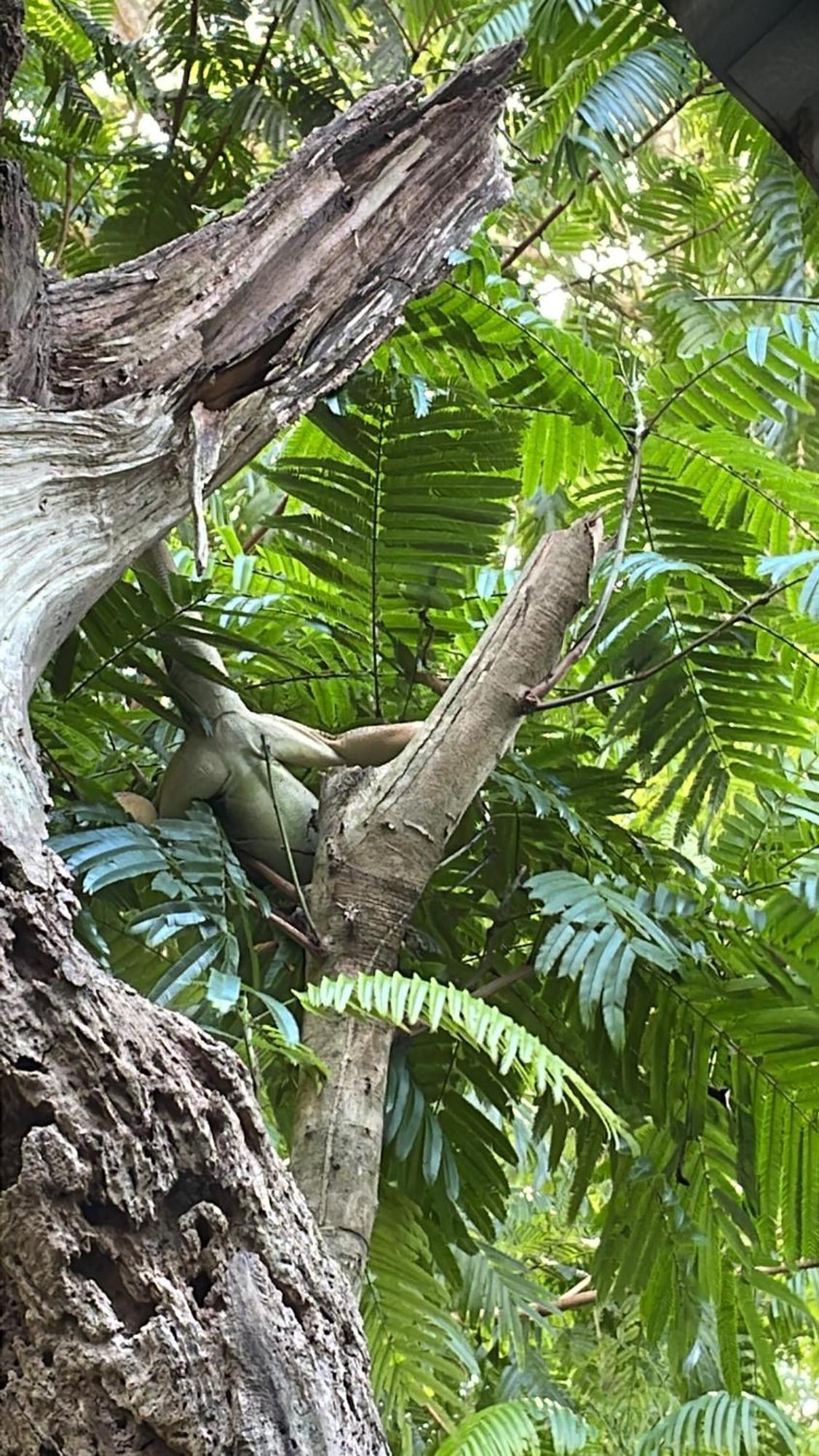 Puerto Viejo de Talamanca Casa Luce Bed & Breakfast エクステリア 写真