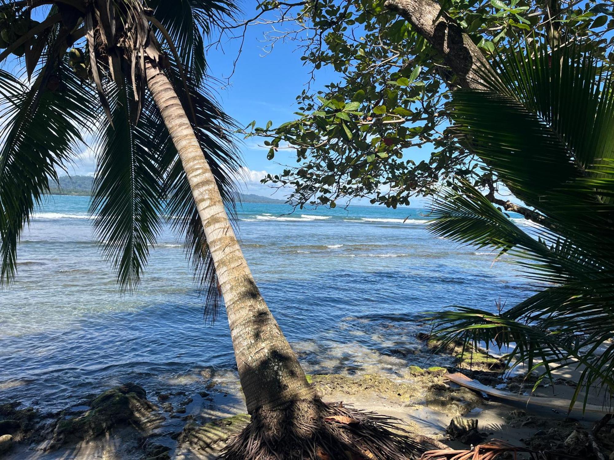 Puerto Viejo de Talamanca Casa Luce Bed & Breakfast エクステリア 写真